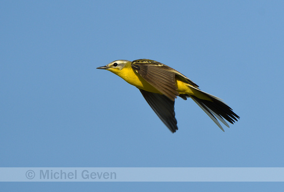 Gele kwikstaart; Western Yellow Wagtail; Motacilla flava