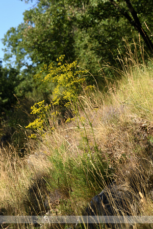 Ferulago campestris