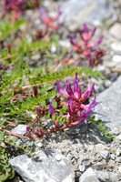 Astragalus monspessulanus subsp. monspessulanus;