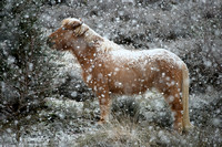 Paard in de sneeuw