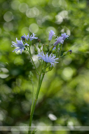 Hairless Blue-sow-thistle; Lactuca plumieri