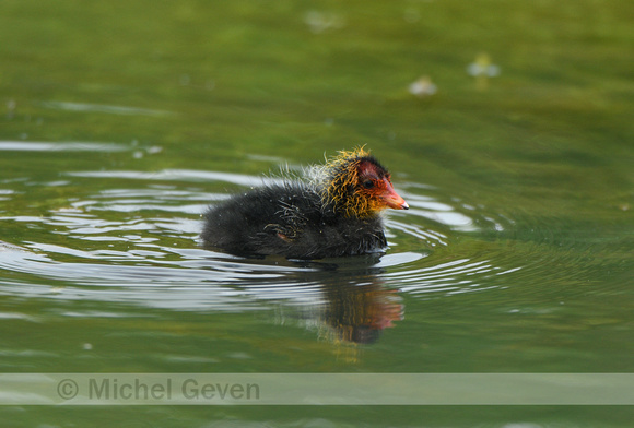 Meerkoet; Coot; Fulica atra