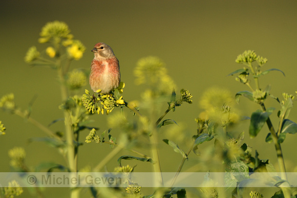 Kneu; Common linnet; Linaria cannabina