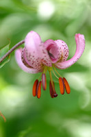 Turkse Lelie; Martagon Lily; Lilium martagon