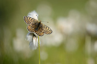Veldparelmoervlinder; Glanville Fritillary; Melitaea cinxia