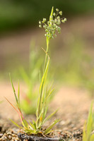 Klein Trilgras; Lesser Quaking-grass; Briza minor