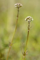 Kleine Valeriaan; Marsh Valerian; Valeriana dioica