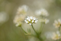 Badassi; Dorycnium pentaphyllum