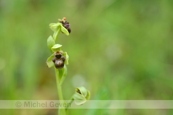 Weidehommelophrys; Ophrys bombyliflora;