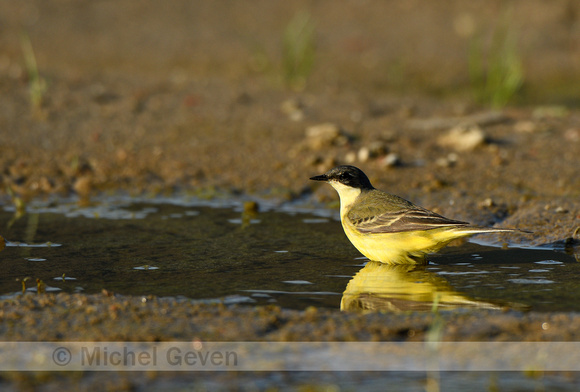 Noordse Kwikstaart; Grey-headed Wagtail; Motacilla flava thunber