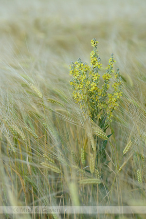 Melige Toorts; White mullein; Verbascum lychnitis