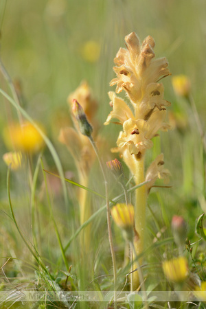 Walstrobremraap; Clove-scented Broomrape; Orobanche caryophyllac