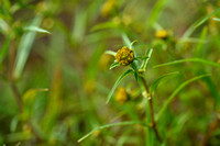 Knikkend tandzaad; Nodding Bur-marigold; Bidens cernua