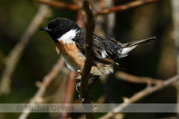 Roodborsttapuit; Stonechat; Saxicola rubicola