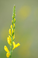 Verfbrem; Dyer's Greenweed; Genista tinctoria;
