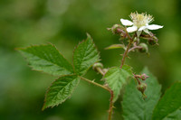 Wasbraam; Rubus luticola