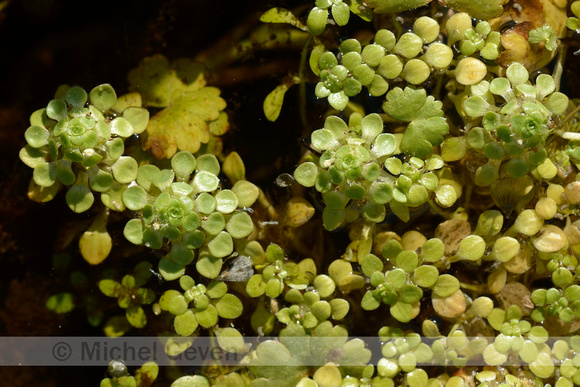 Gevleugeld Sterrenkroos; Common Water-starwort; Callitriche stag