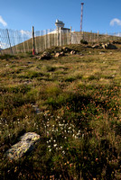 Rozenkransje; Mountain Everlasting; Antennaria dioica