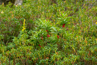 Rood peperboompje; Mezereon; Daphne mezereum