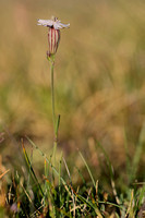 Saxifrage Catchfly; Silene saxifraga