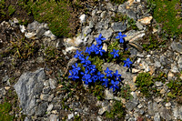 Gentiana schleicheri