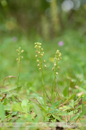 Poppenorchis; Man Orchid; Orchis anthropophora