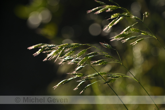 Japanse dravik;Thunberg's Brome;Bromus japonicus