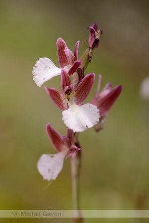 Vlinderorchis; Anacamptis papilionaceae