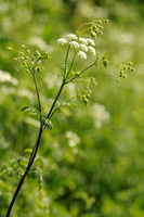 Dolle Kervel; Rough Chervil; Chaerophyllum temulum