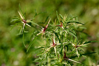 Kalketrip; Red Star-Thistle; Centaurea calcitrapa