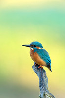 IJsvogel - Kingfisher - Alcedo atthis