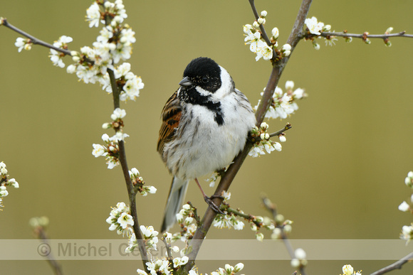 Rietgorst; Reed Bunting; Emberiza schoeniclus