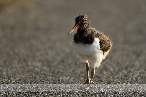 Scholekster; European Oystercatcher; Haematopus ostralegus