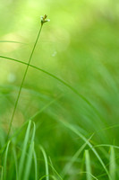 Trilgraszegge - Quaking grass-sedge - Carex brizoides