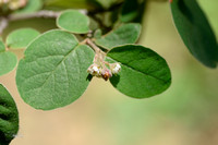 Wilde dwergmispel - Wild Cotoneaster - Cotoneaster integerrimus