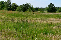 Duinriet; Wood Small-reed; Calamagrostis epigeios