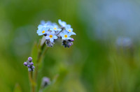 Alpen vergeet-mij-nietje -  Alpine forget-me-not - Myosotis alpestris