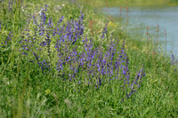 Veldsalie; Meadow Clary; Salvia pratensis