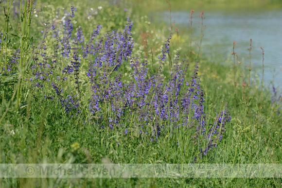 Veldsalie; Meadow Clary; Salvia pratensis