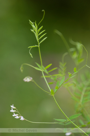 Slanke Wikke; Slender Tare; Vicia tetrasperma subsp. gracilis