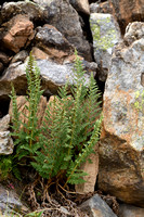 Dryopteris villarii