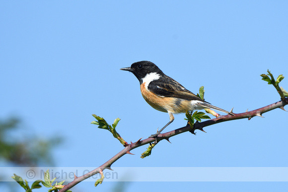 Roodborsttapuit; Stonechat; Saxicola rubicola