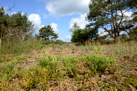 Kleine Wolfsklauw; Blue Groundcedar; Lycopodium tristachyum