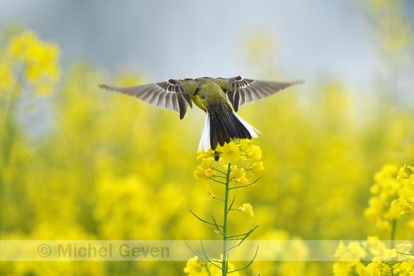 Gele kwikstaart; Western Yellow Wagtail; Motacilla flava