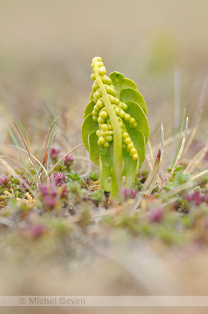 Gelobde Maanvaren; Common Moonwort; Botrchium lunaria