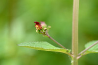 Gevleugeld Helmkruid; Green figwort; Scrophularia umbrosa