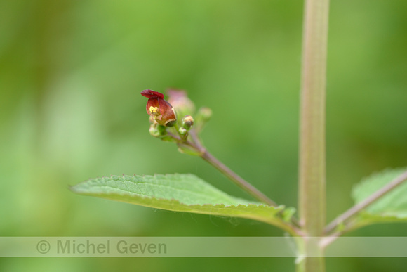 Gevleugeld Helmkruid; Green figwort; Scrophularia umbrosa