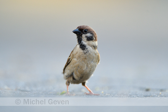 Ringmus; Tree Sparrow; Passer montanus