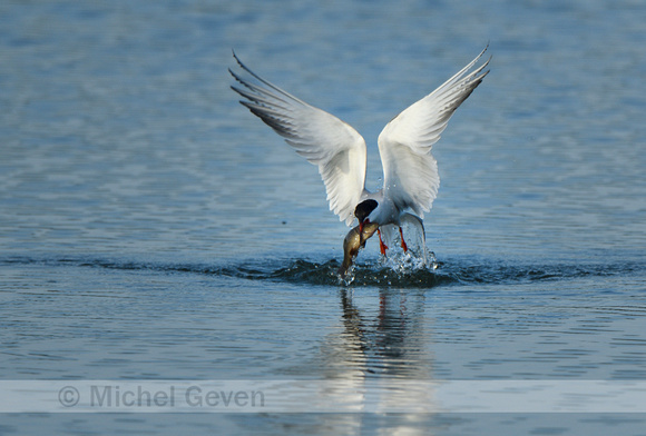 Visdief; Common Tern; Sterna hirundo