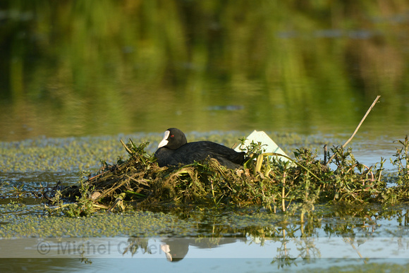 Meerkoet; Coot; Fulica atra